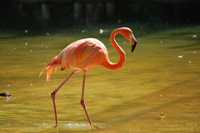 «Flamingo» preview